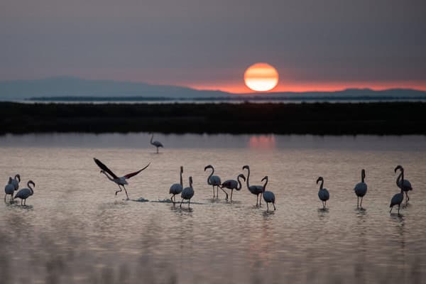 Psicología sanitaria